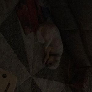 Meet your Posher, Darla